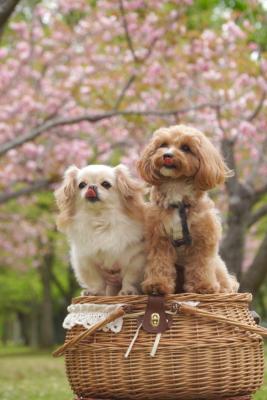 パパの持ってるおやつ食べたいな
