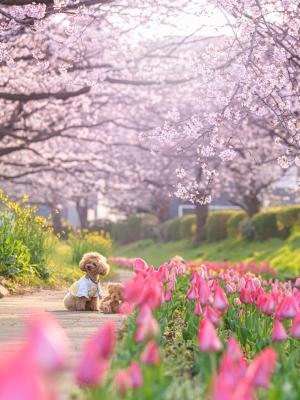 こつぶと春さんぽ