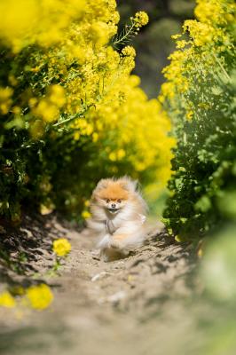菜の花トンネル