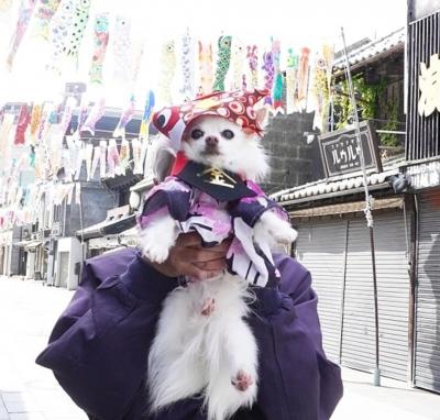 元気に高くこいのぼり