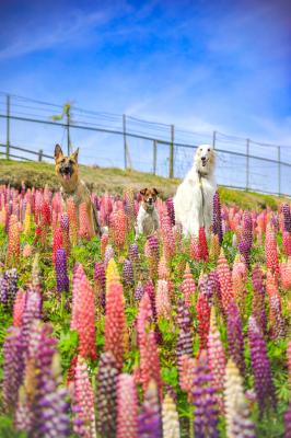 青空とルピナス