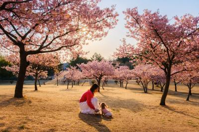 桜の丘で