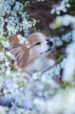 ユキヤナギのベール