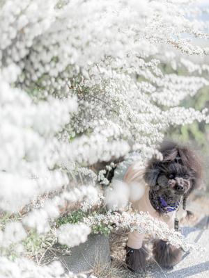 白色に包まれて見つめる春