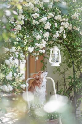 モッコウバラのアーチ