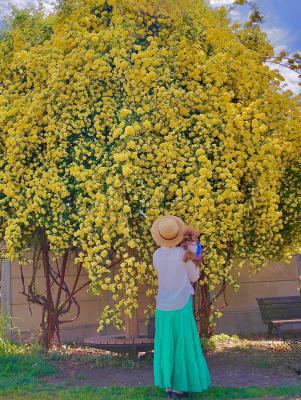 素敵なモッコウバラに出会えた日