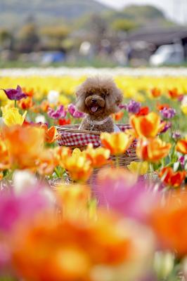 チューリップ畑でニッコニコ