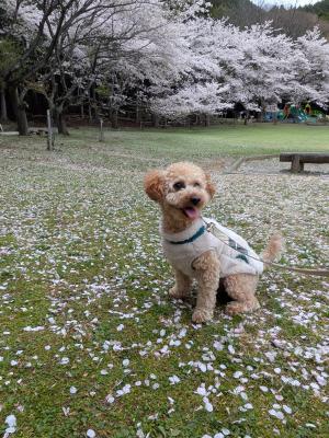 散っていく桜と共に