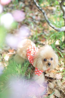 ハナカイドウを前ボケに、ふと見上げたまる子をパチリ