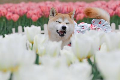 チューリップな笑顔