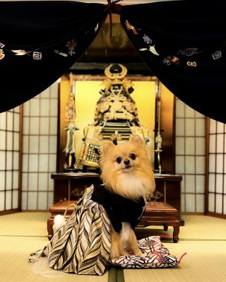 端午の節句