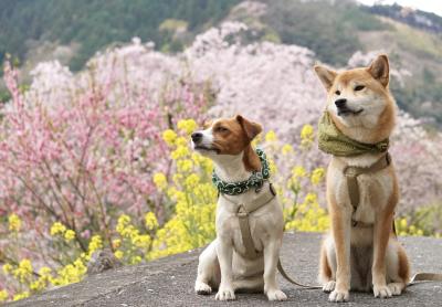 里山の春