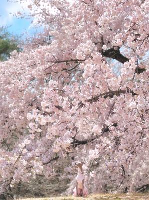 大きな桜と、小さなワタシ
