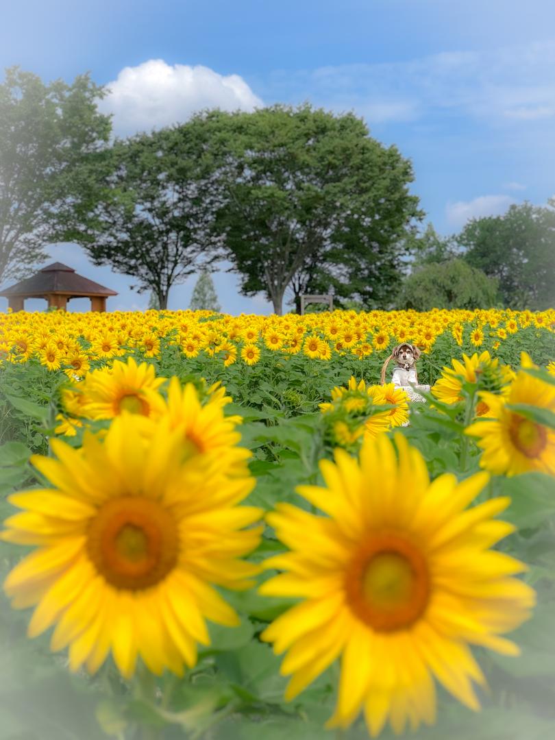 夏色ひまわり
