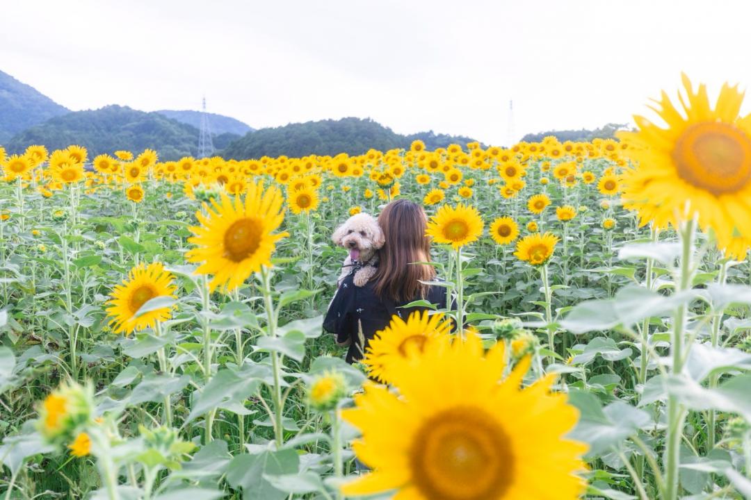 夏のヒマワリ