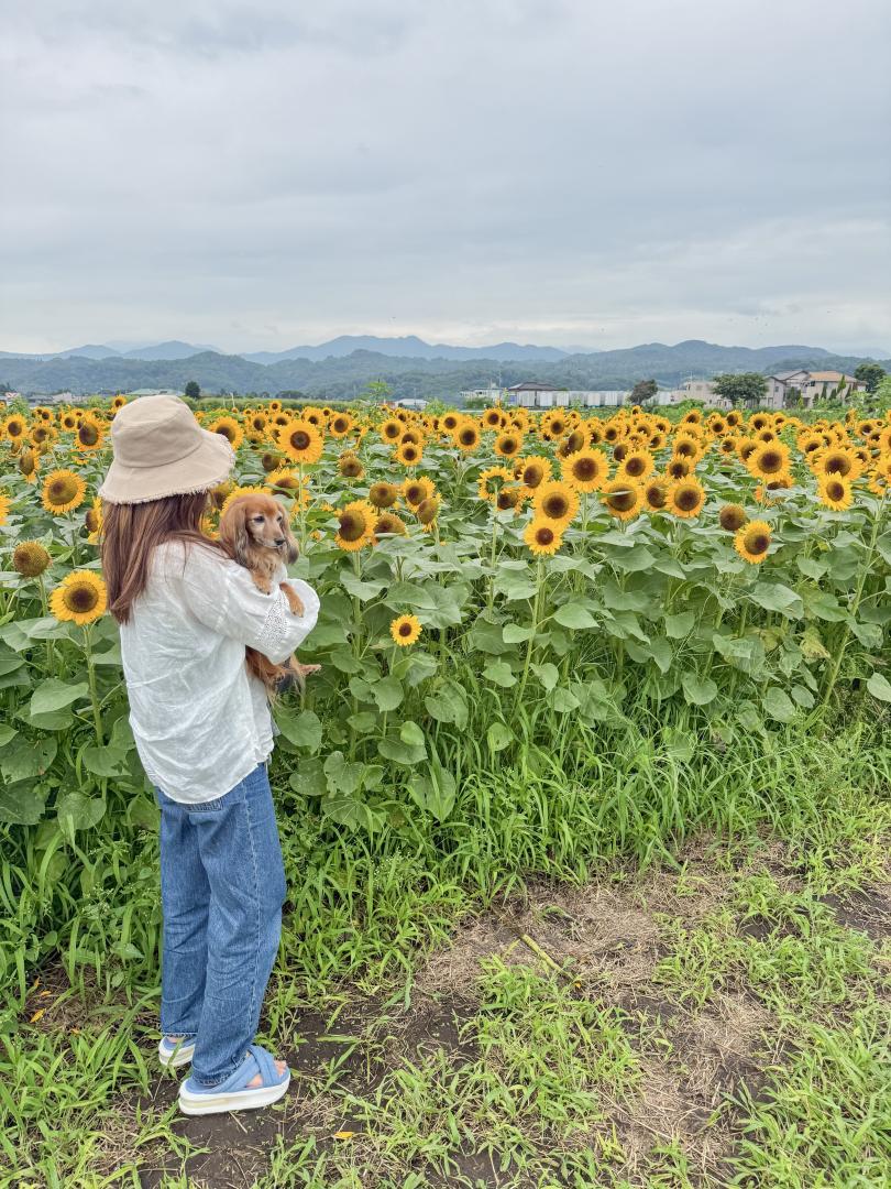 ひまわり畑で