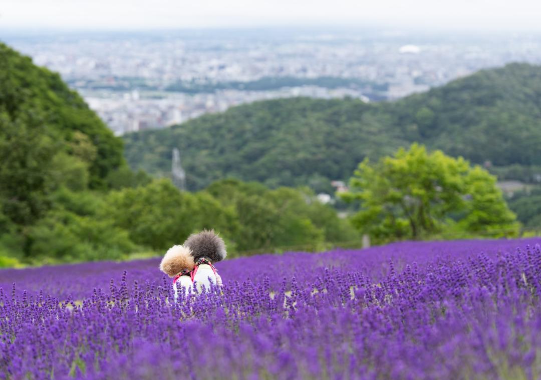ラベンダー畑からの景色