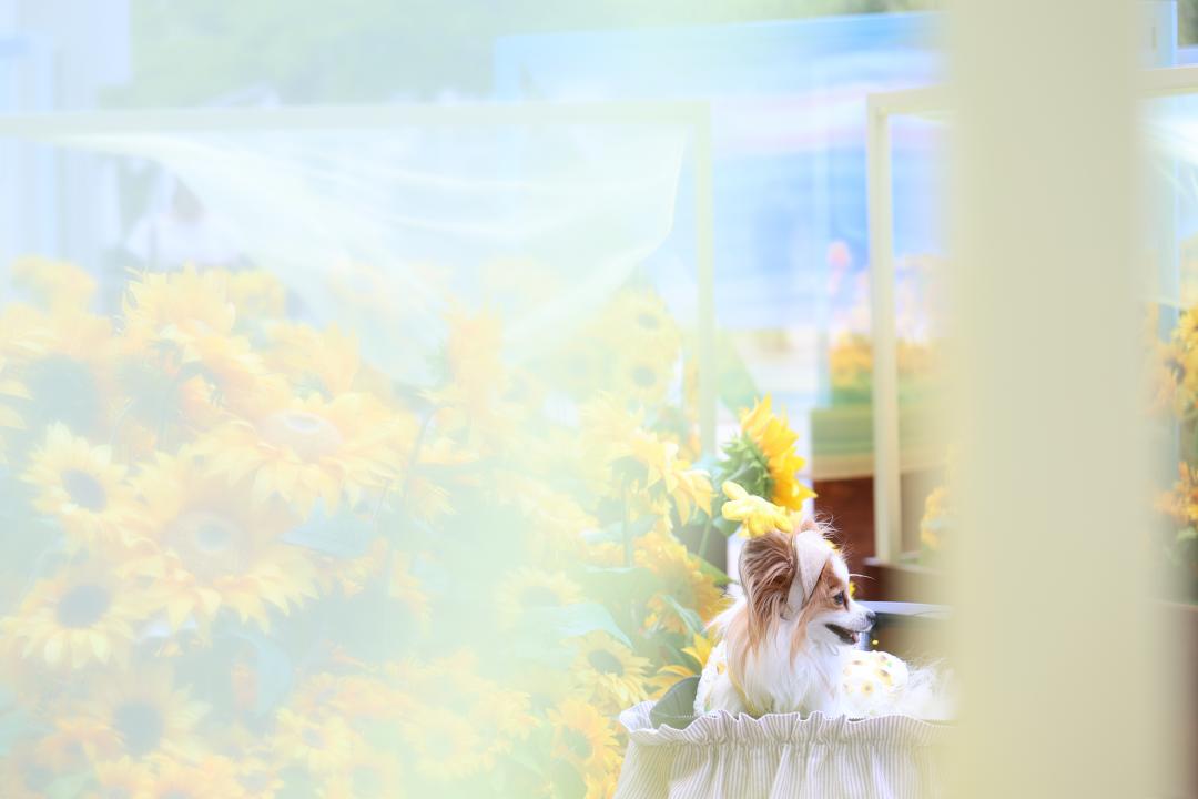 ふわり、夏色
