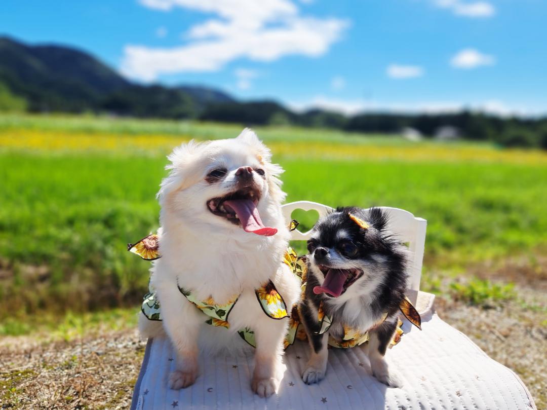 おしゃべり