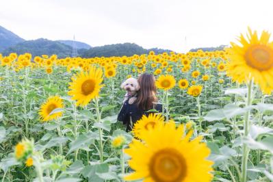 夏のヒマワリ