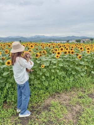 ひまわり畑で