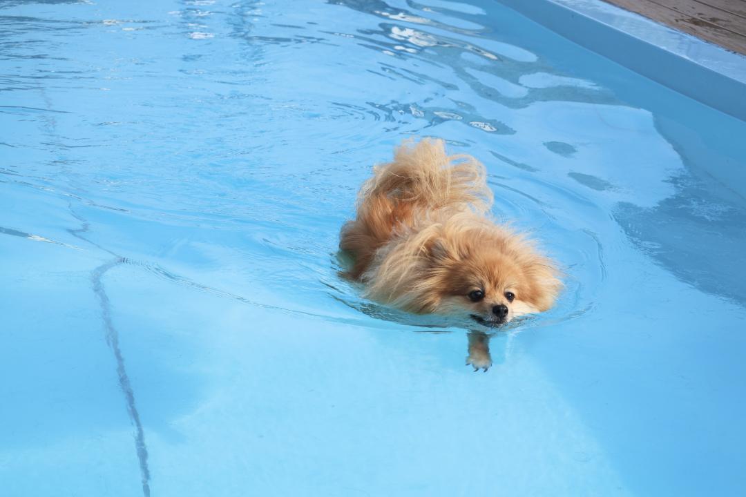 気持ちいい犬かき