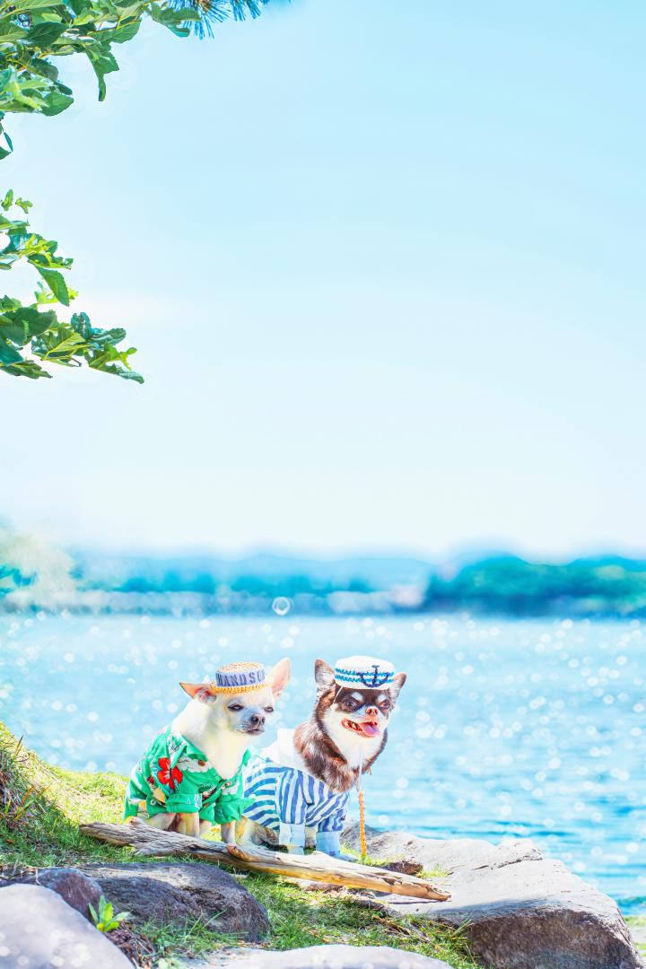 キミとの夏の想い出