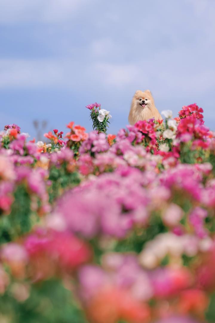 お空へ続くお花畑