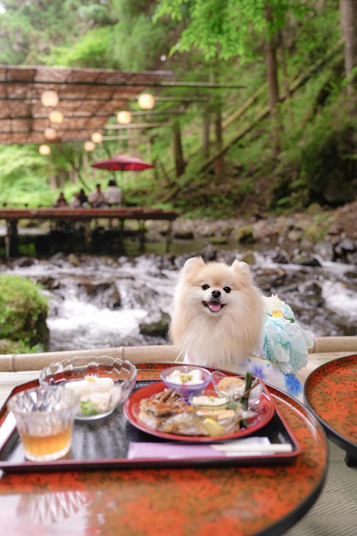 涼やかランチ