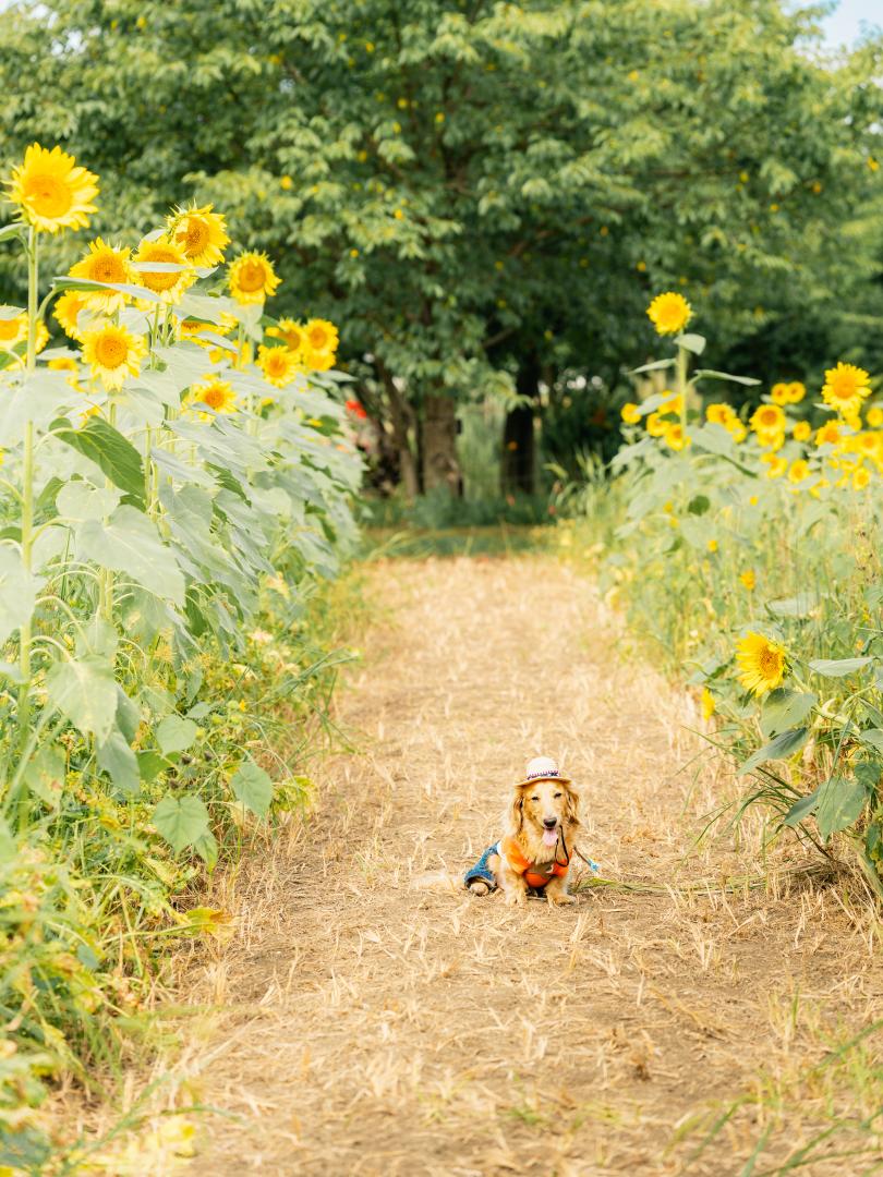 背の高いひまわりと短足犬