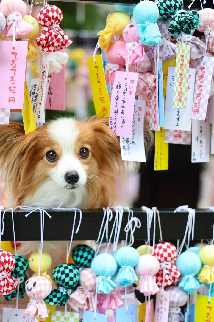 願いをこめて