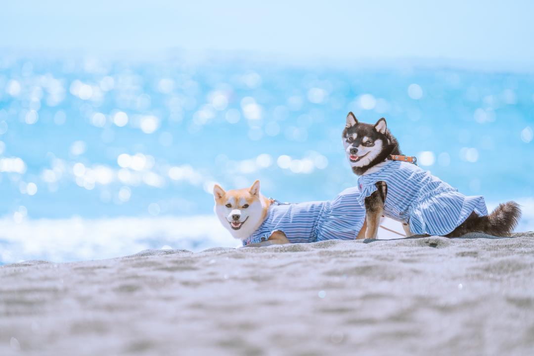 ふたりの夏