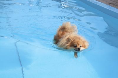 気持ちいい犬かき