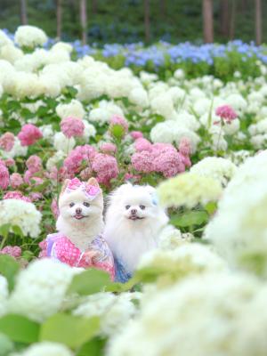 紫陽花の妖精