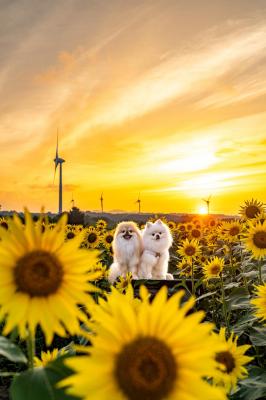 黄金色の夕空に願いを込めて～また咲き誇るその日まで～