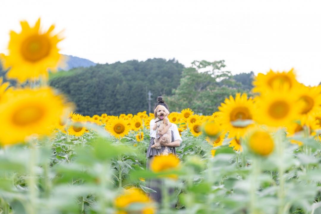 大好きなひまわりと。