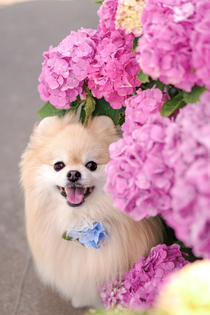 紫陽花の影から