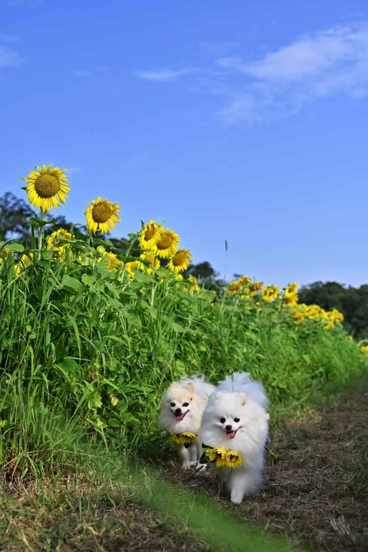 夏を運んで