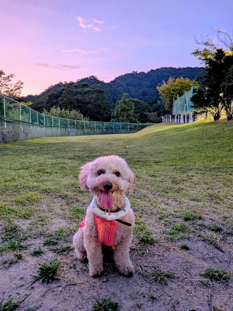 夕暮れのドッグラン
