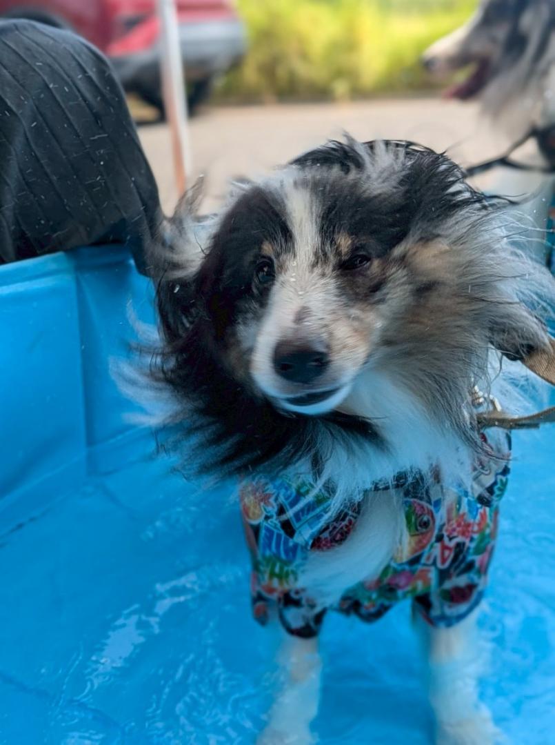 Splash!!