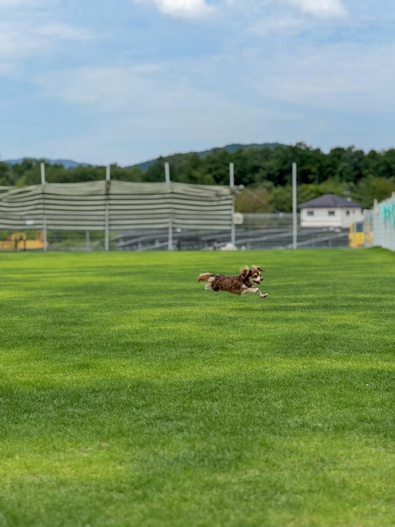 ひゃっほー♪