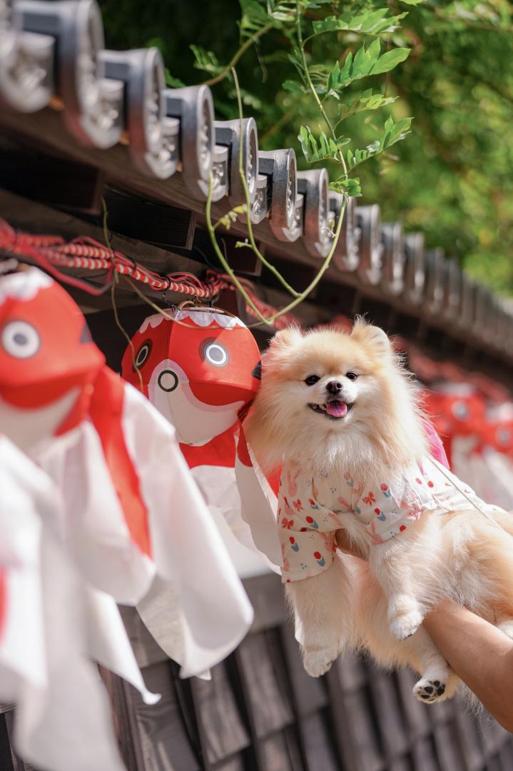 にっぽんの夏