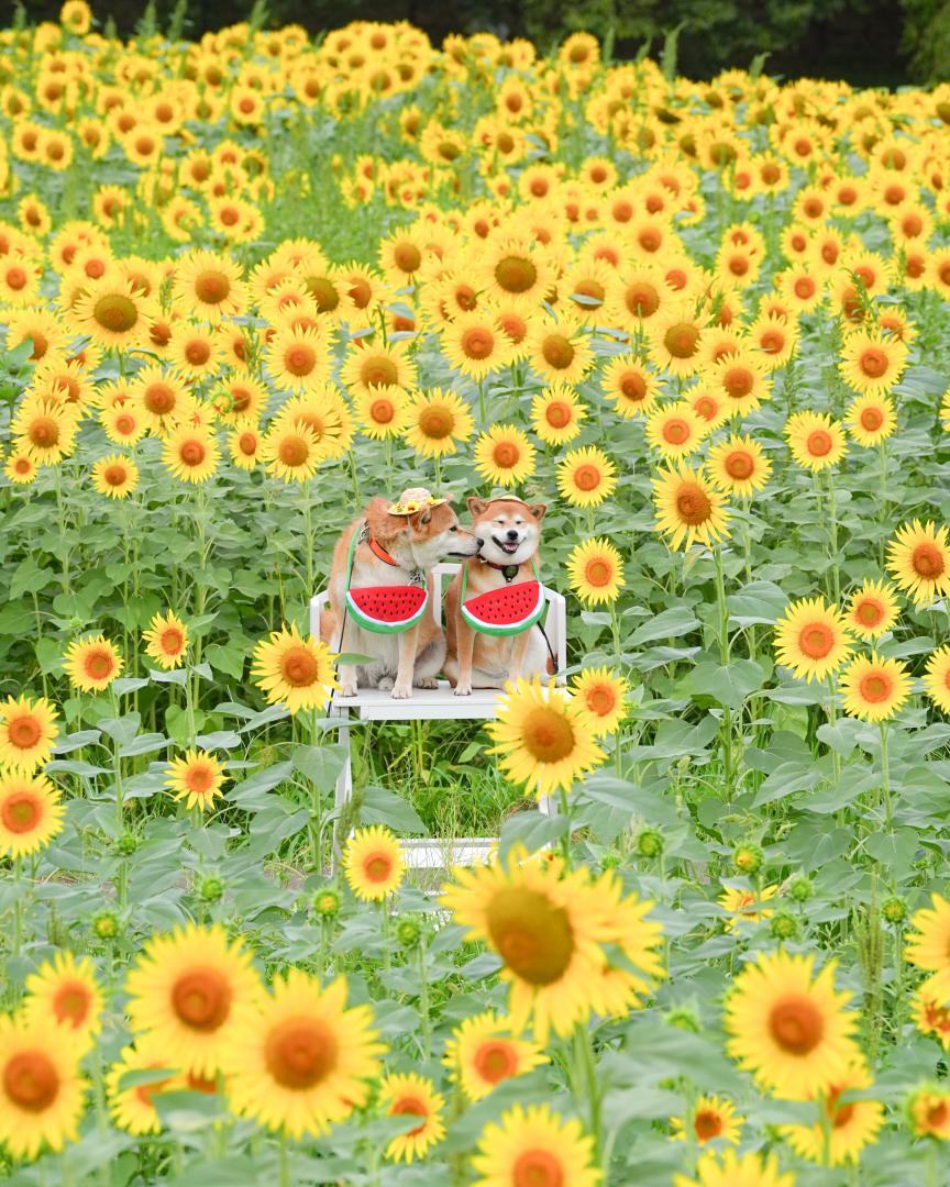 ひまわり畑でゴン太がこまちに…