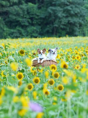 ひまわり畑でドンブラコ