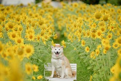 夏色