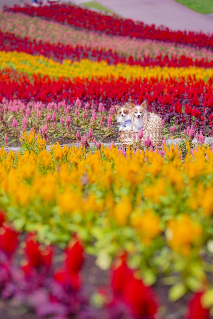 虹の花畑