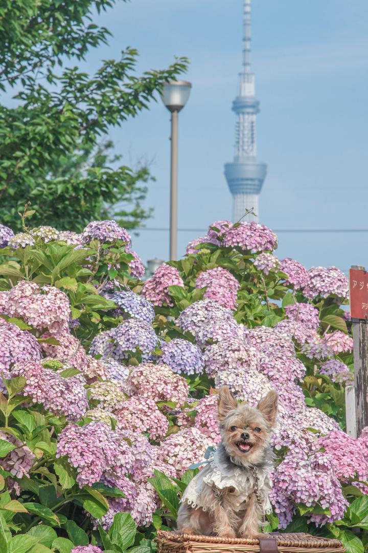 パステル紫陽花とコタロウ