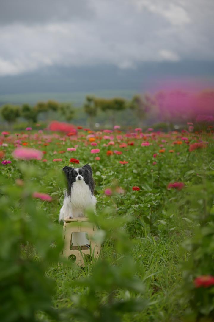 夏のお花ジニア