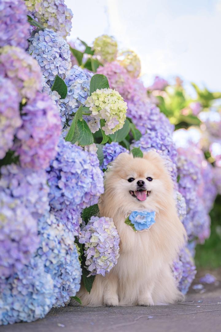 紫陽花のグラデーション
