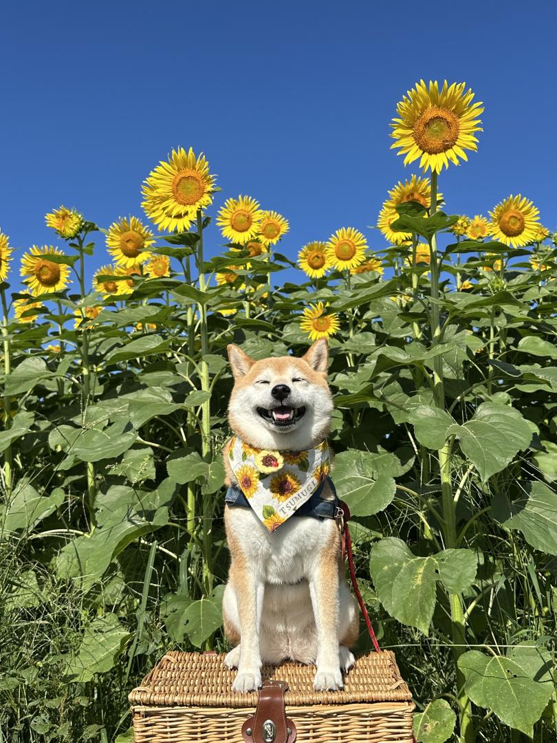 青空とひまわりと柴犬